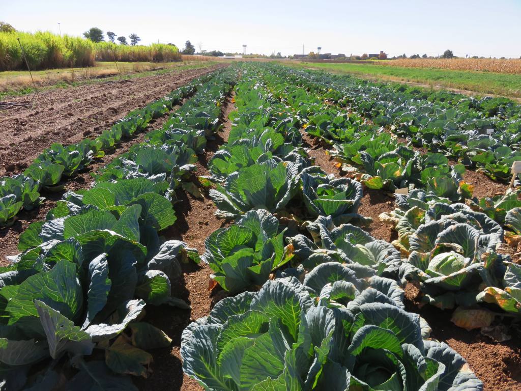 Potchefstroom cabbage